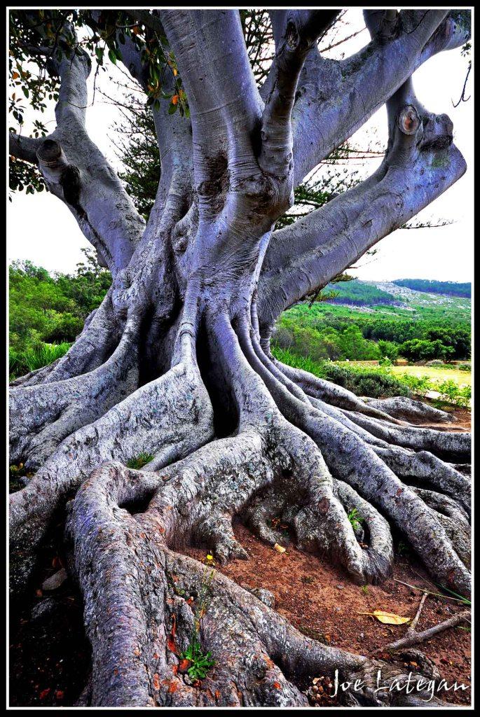 wild fig tree Caledon casino