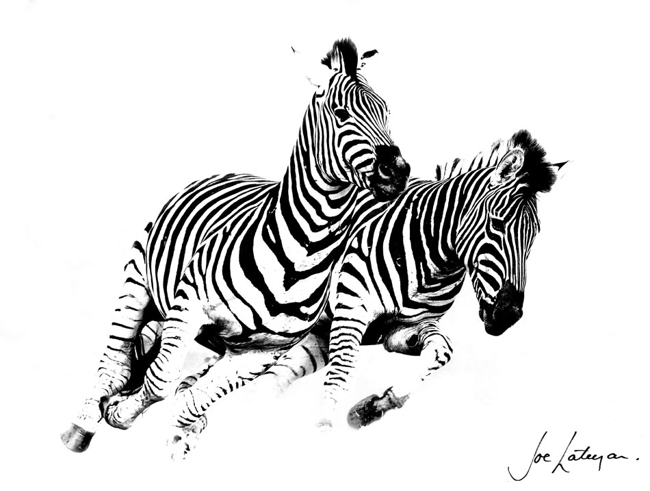 zebra running clipart - photo #11