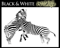 Black and White Wildlife Photography