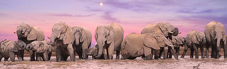 Joe Lategan Photography 4J elephant