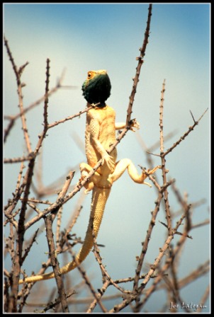 Kgalagadi photo safaris