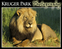 Fine Art Wildlife photography