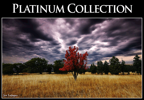 Fine Art Platinum Collection