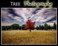 Fine Art Tree Photography