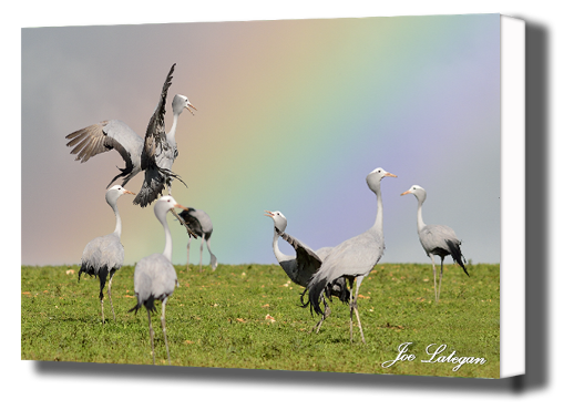 Blue crane rainbow
