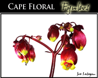Fine art Cape Floral fynbos photography