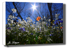 Flower sun