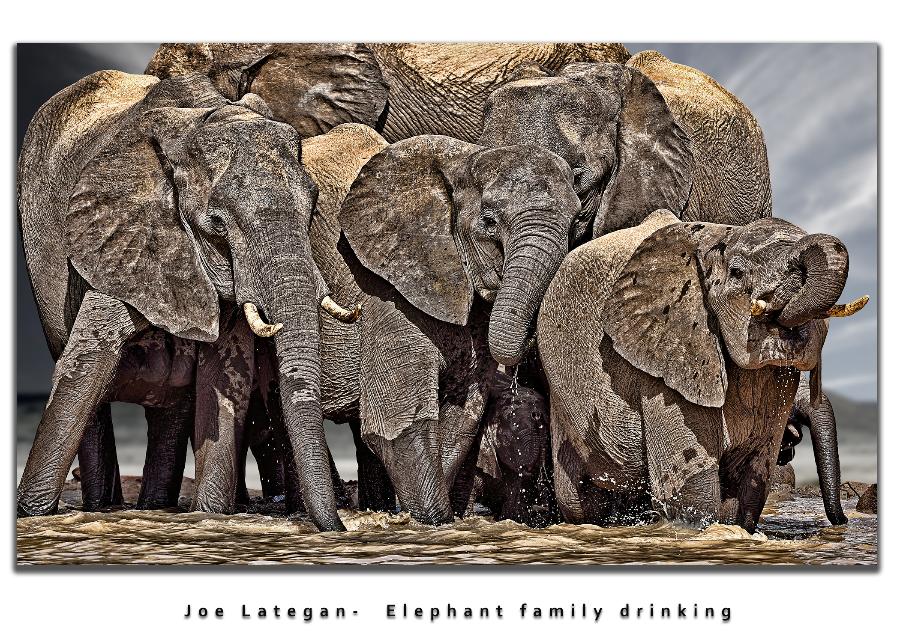 Elephant family drinking