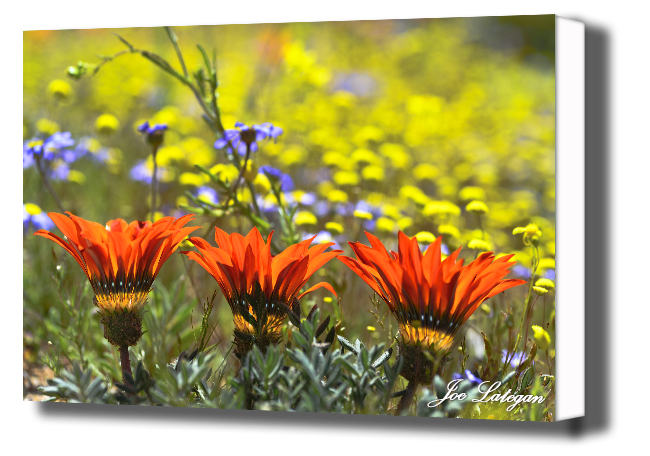 three gazania's